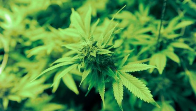 New Hampshire bills decriminalizing marijuana, expanding MMJ easily clear House