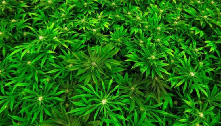 Connecticut General Assembly wants to know your thoughts on legalizing recreational marijuana