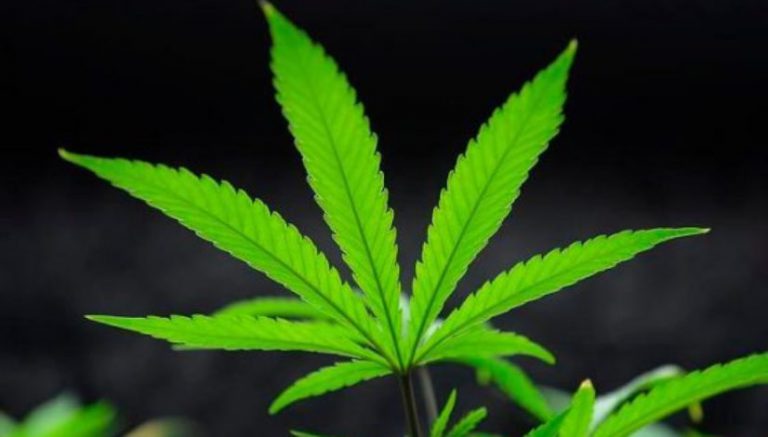 Rhode Island Attorney General launches anti-recreational marijuana legalization campaign