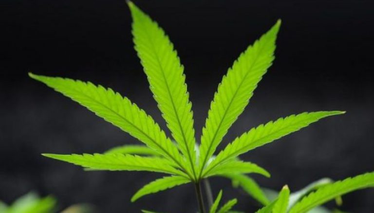 Video discussion: What might a federal crackdown on cannabis look like?