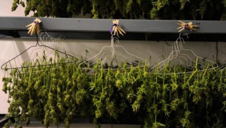 State of Montana replies to court case over definition of “usable marijuana”