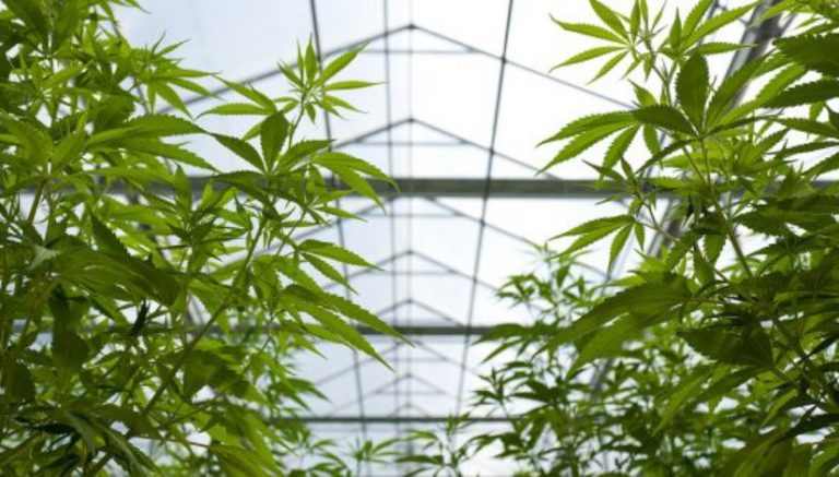 Germany to start growing medical marijuana in 2019