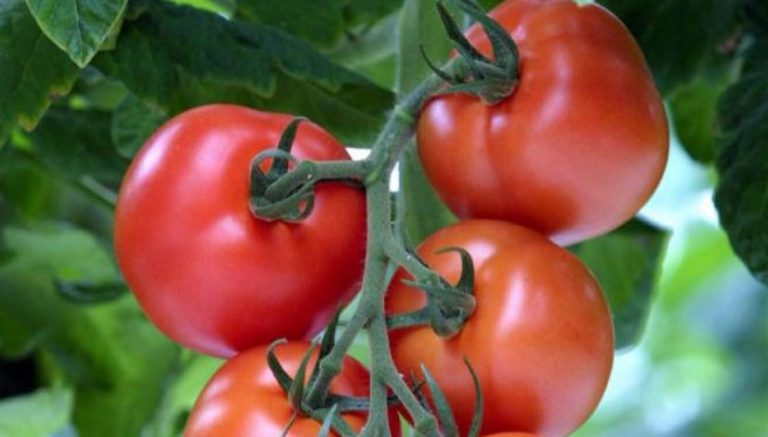 Growing tomatoes in Kansas led to SWAT-style weed raid. Judge says gardeners can sue