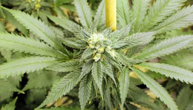 Another SoCal city wants to require permits for cannabis home-grows