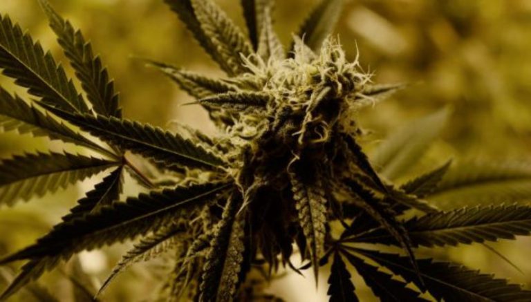 Colorado man convicted of fatally shooting illegal grow partner