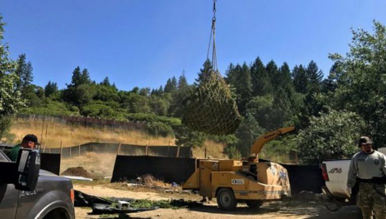 California sheriff raids more than 20 marijuana gardens on tribal land