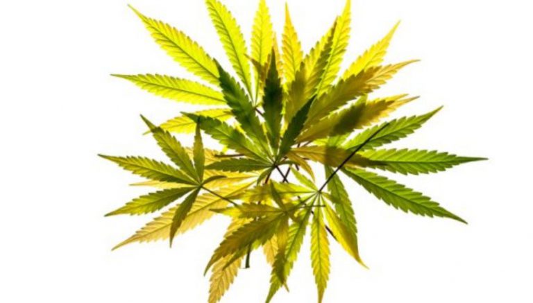 More ethics woes for Maryland medical marijuana program