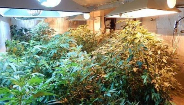 This economist has a strategy to kill the marijuana black market