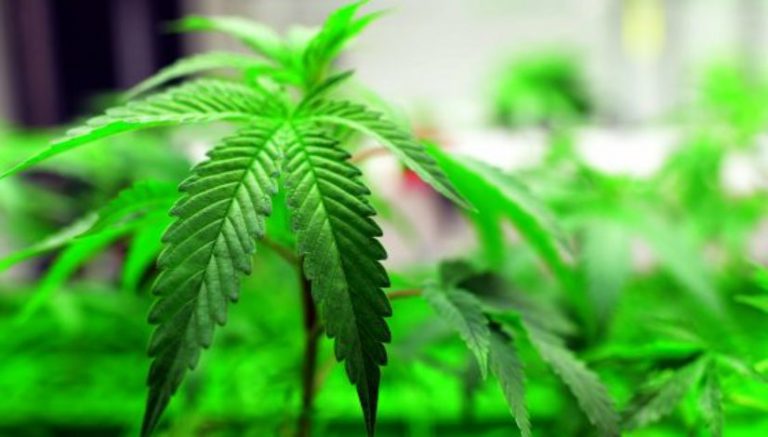 Update: Maryland’s top court rules on case on medical marijuana growers’ dispute