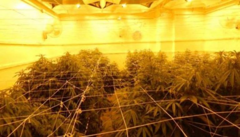 Humboldt County launches campaign against illegal indoor cannabis grows