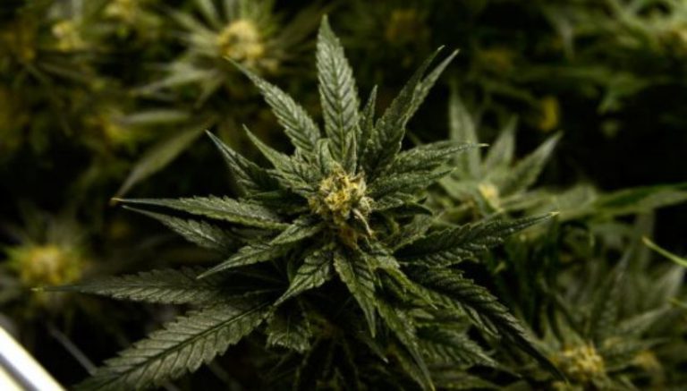 Man shot, killed after confronting marijuana growers on his rural property