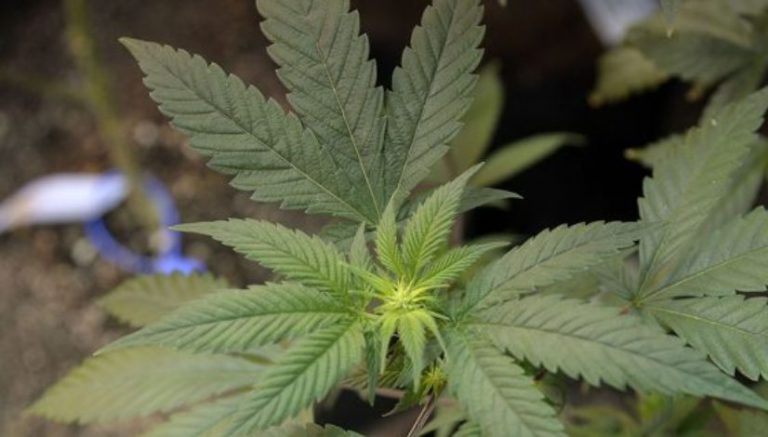 Man accused of illegal grow faces child abuse charge because of trim found near dollhouse