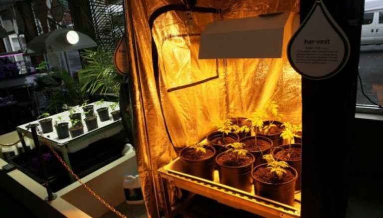 Scotts Miracle-Gro eyes global leadership position in hydroponics sector