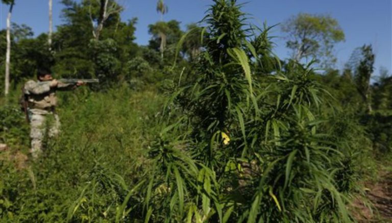 Paraguay’s booming marijuana export traffic attracting gangs and violence