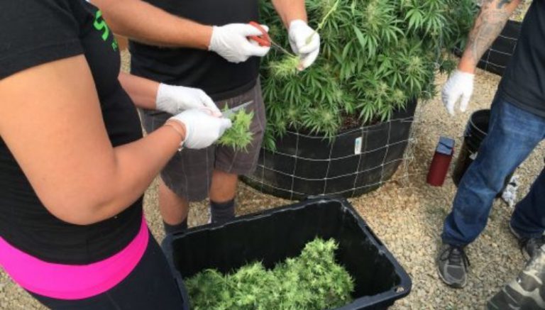 Jeff Sessions’ letter to Oregon gov cites “pervasive illicit cannabis cultivation”