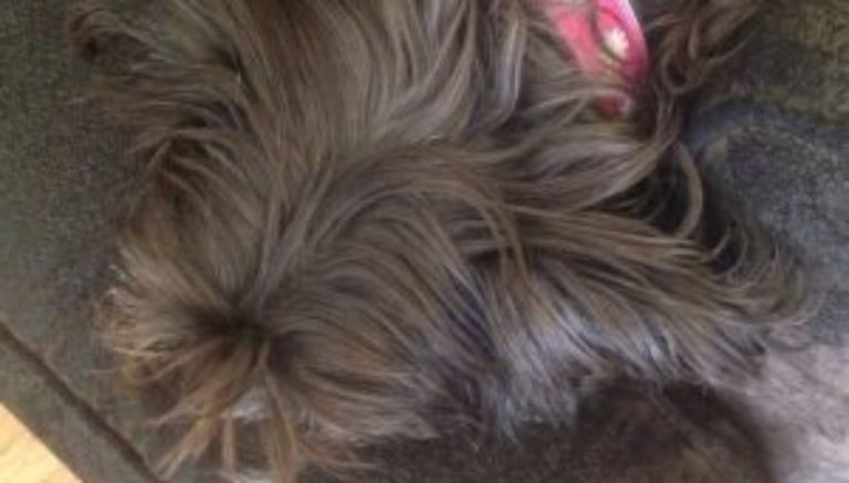 Veterinarians see spike in pets with marijuana poisoning