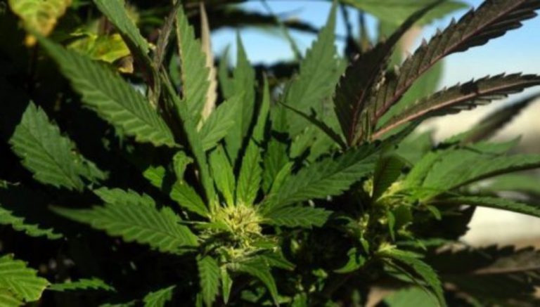 Veteran sues police after SWAT team raided his legal Colorado marijuana grow