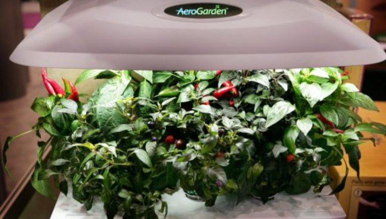 Boulder’s AeroGrow reports hydroponics revenue boost for owner Scotts Miracle-Gro