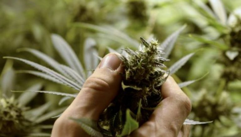 California cities push limits of “reasonable” restrictions on home grows