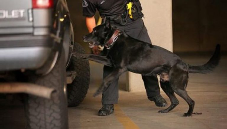 Drivers of Mexican tour bus arrested after 264 bricks of weed found on board