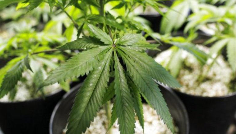Maryland medical marijuana licensee under federal investigation