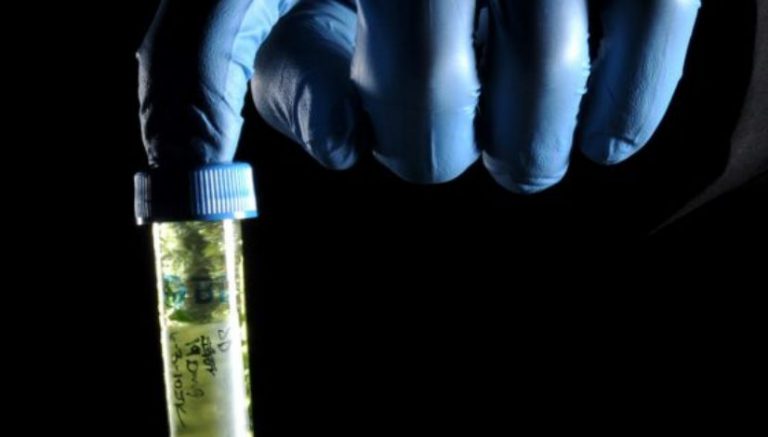 DEA says Justice Department has “effectively shut down” marijuana research