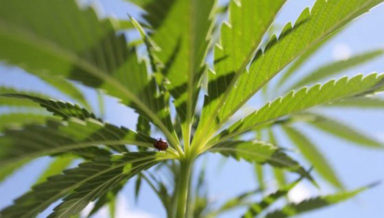 Hemp Festival planned to make debut in northern Vermont