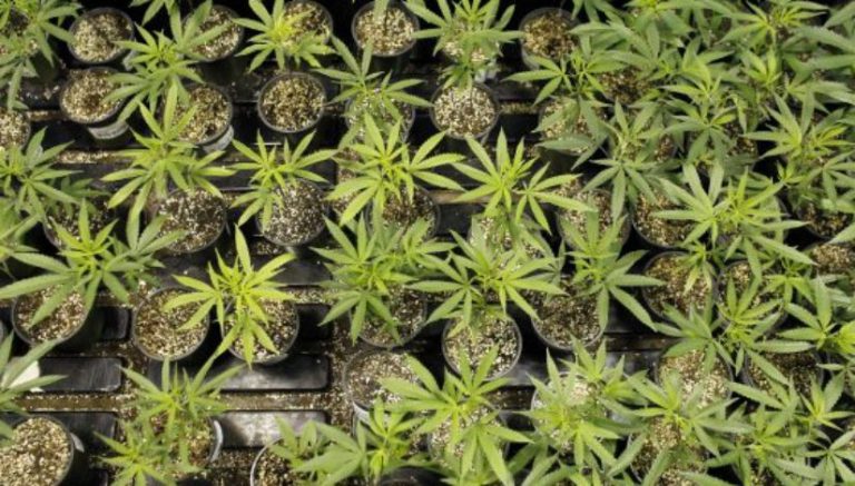 Ohio’s cannabis farmers won’t have much time to produce first crop