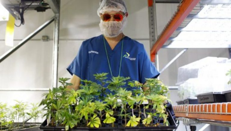 Can the new cannabis industry in struggling Puerto Rico keep the territory afloat?