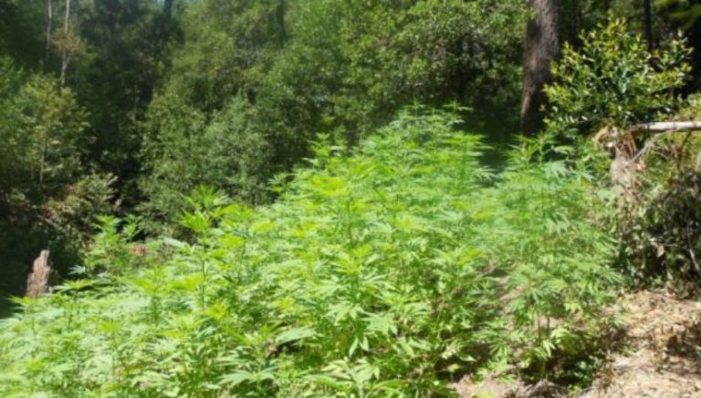 After local officials decline to investigate Oregon marijuana operation, feds step in