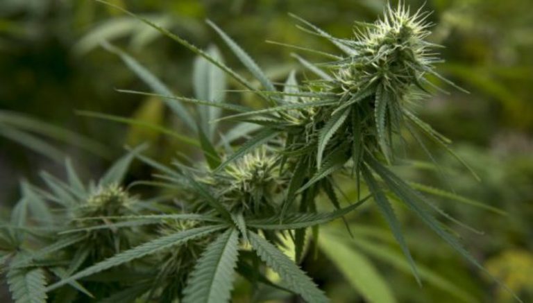 Minnesota tribe banking on hemp