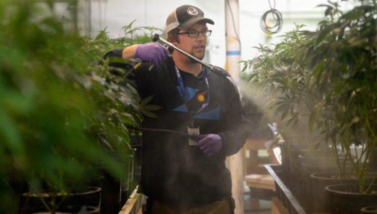 Insider: Only 15% of California’s cannabis growers can meet strict new standards