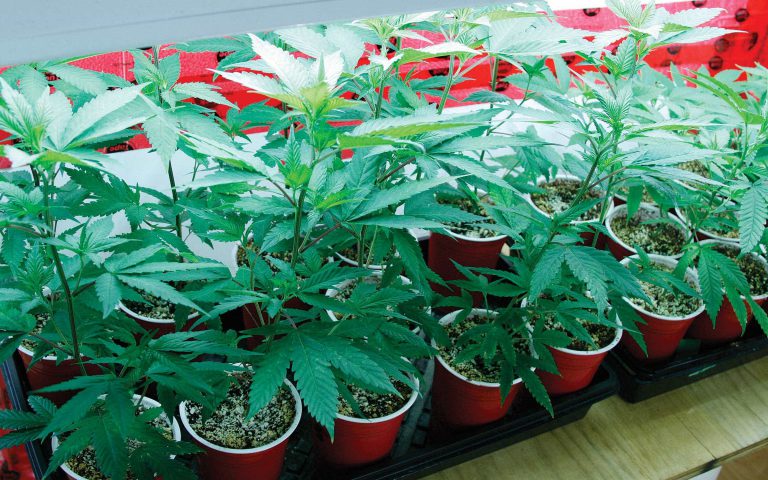 From Seed to Smoke: 10 Basic Tips for Growing Your Own at Home