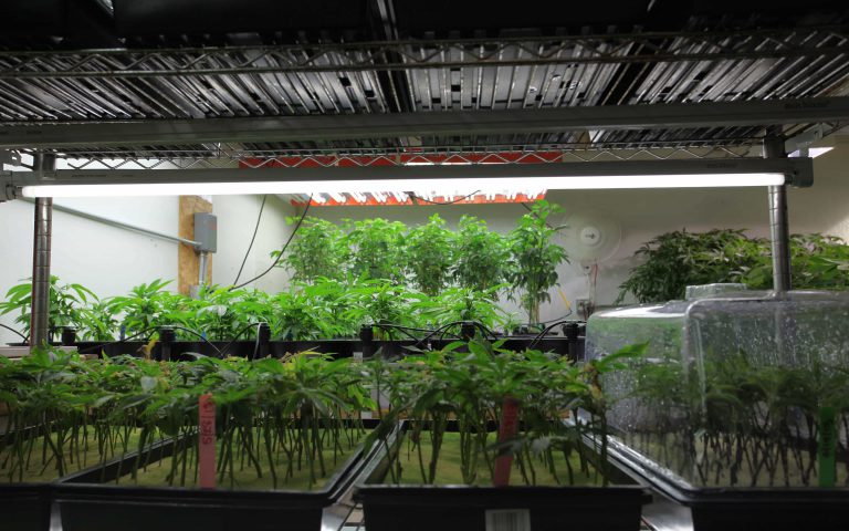 Nico’s Nuggets: Cloning Plants Made Easy