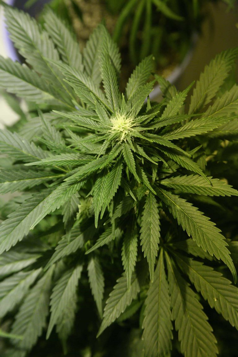 Nico’s Nuggets: Grow Some Weed This Summer!