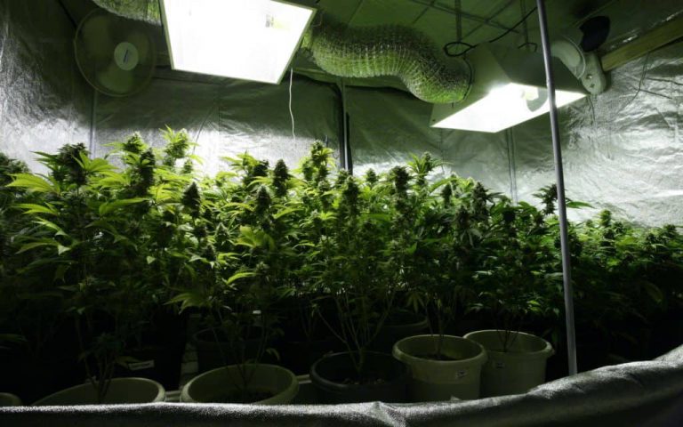 Nico’s Nuggets: How Many Lumens Do I Need for My House Plants?