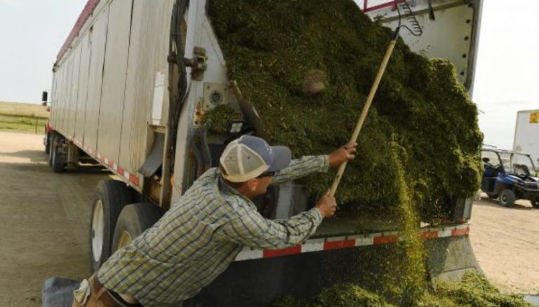 In its fourth harvest, Colorado industrial hemp industry still faces growing pains