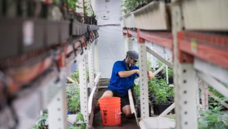 Growing weed has a bad rap for harming the environment. Some growers are trying to change that