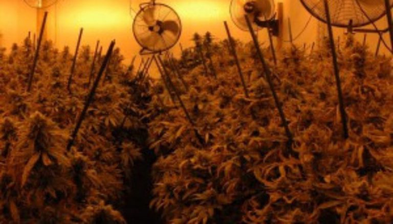 Two arrested after detectives find 146 marijuana plants in southern Colorado home