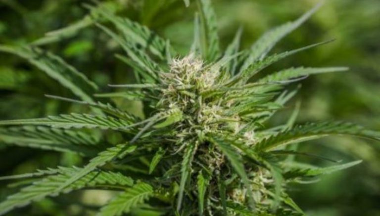 How Vail Valley ranchers created a zero-carbon footprint marijuana farm