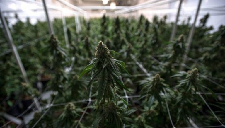 Ohio under fire for hiring marijuana consultant who has drug conviction