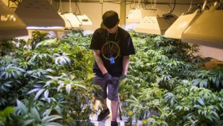 Vermont officials finalize medical marijuana license applicants