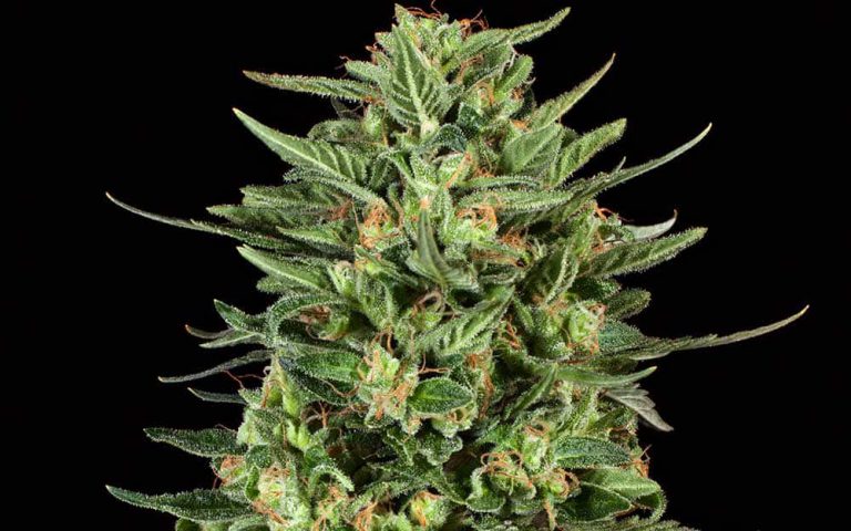 5 Weed Strains That Will Get You Spooked