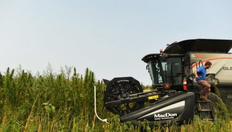 Wisconsin considers returning to its hemp farming powerhouse roots