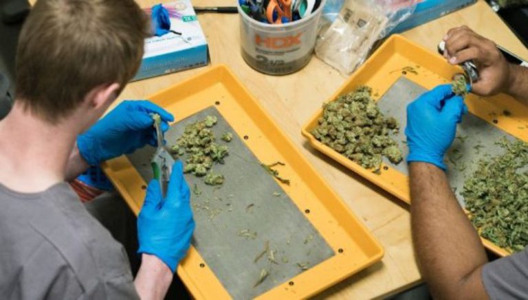 Cannabist Show: He wants to establish the Navy SEALs of pro trimmers