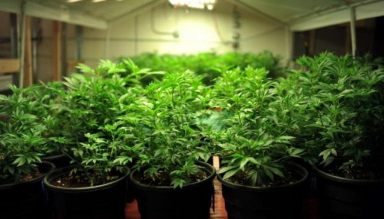 “We need to get started right away”: Massachusetts cannabis commission gets to work