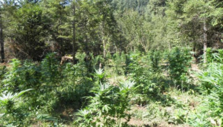 2,700 plants seized in raid on illegal marijuana farm on Colorado forest land