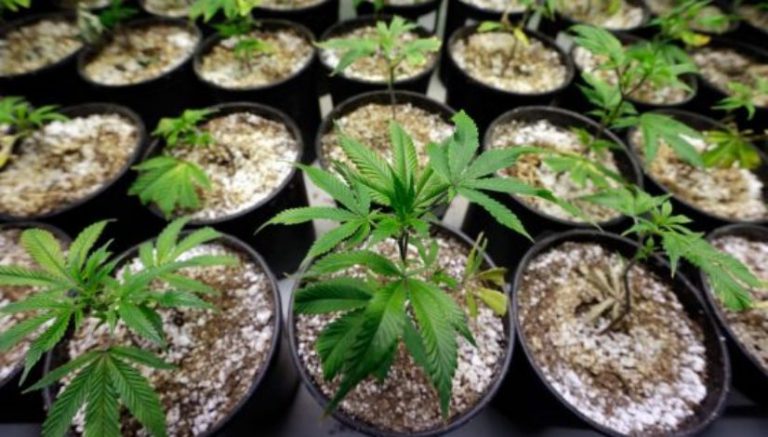 Employee abducted from Washington marijuana shop still missing