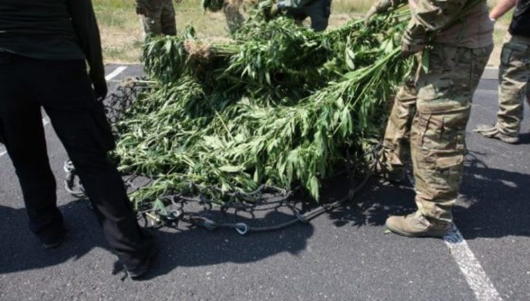 9,200 marijuana plants found growing on islands in the Colorado River