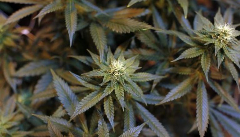 Neighbors report fire, cops find home grow of 150 plants, arrest two